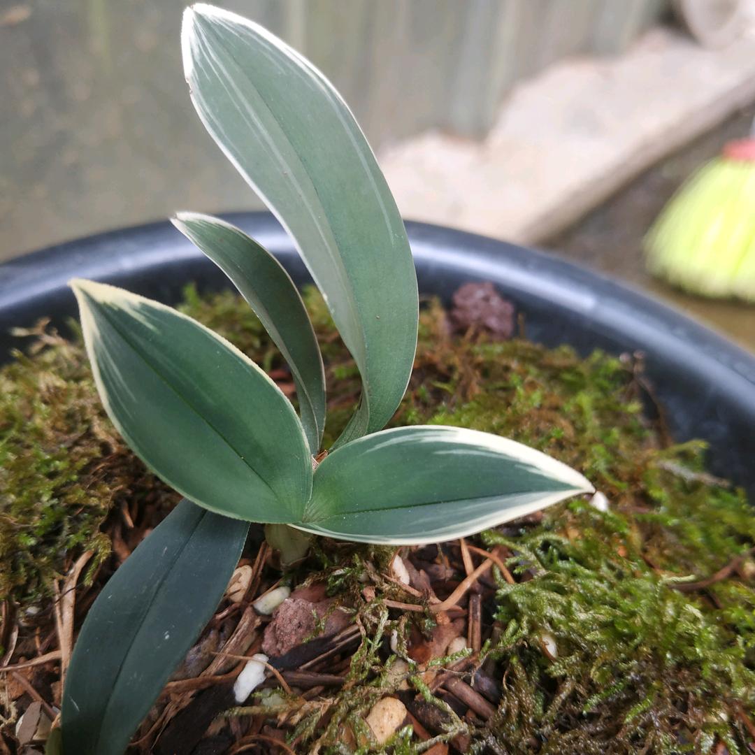 龙哥兰花种植