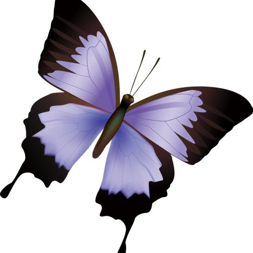 🦋ℒℴѵℯ失翅的蝴蝶℘࿐