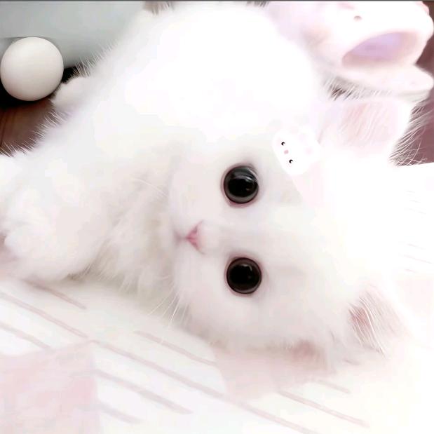 梨花