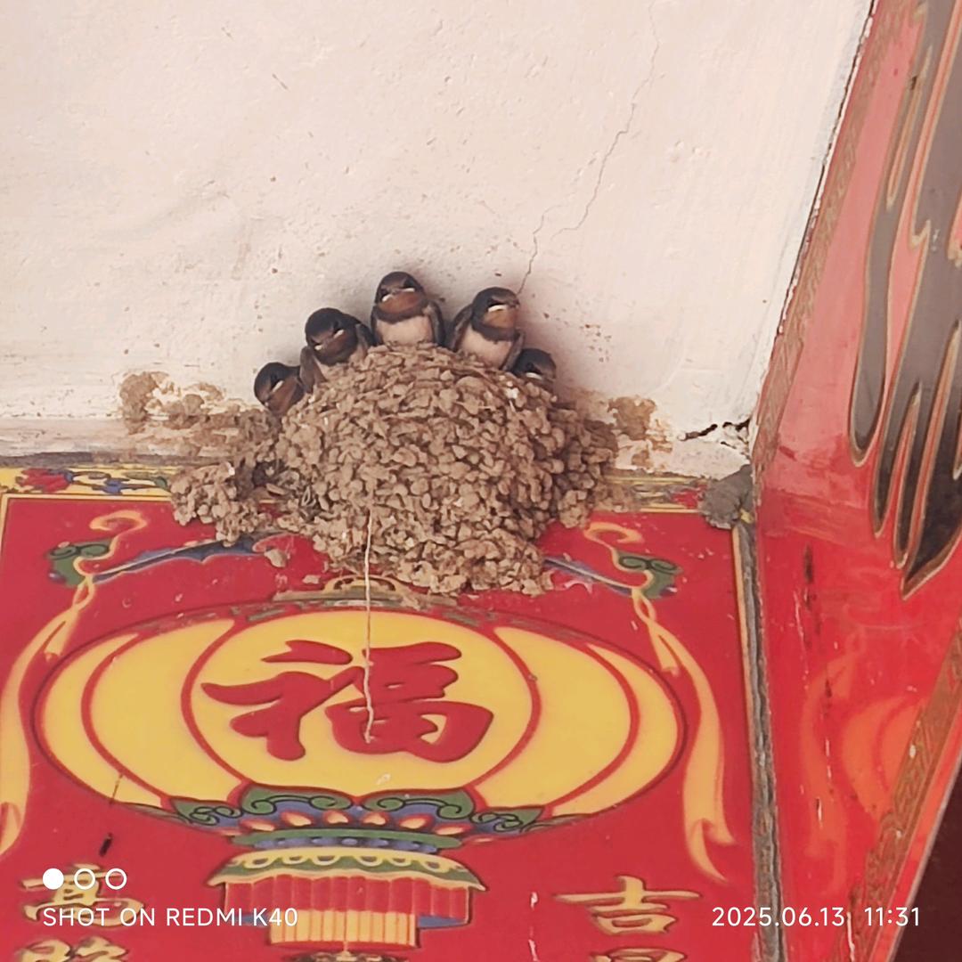 正版广联达翻样软件单工远程教学包教会