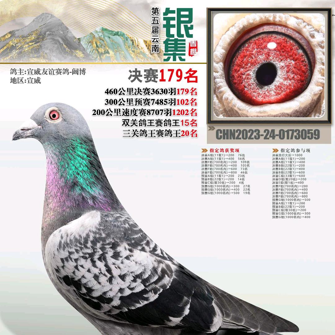 宣威友谊赛鸽