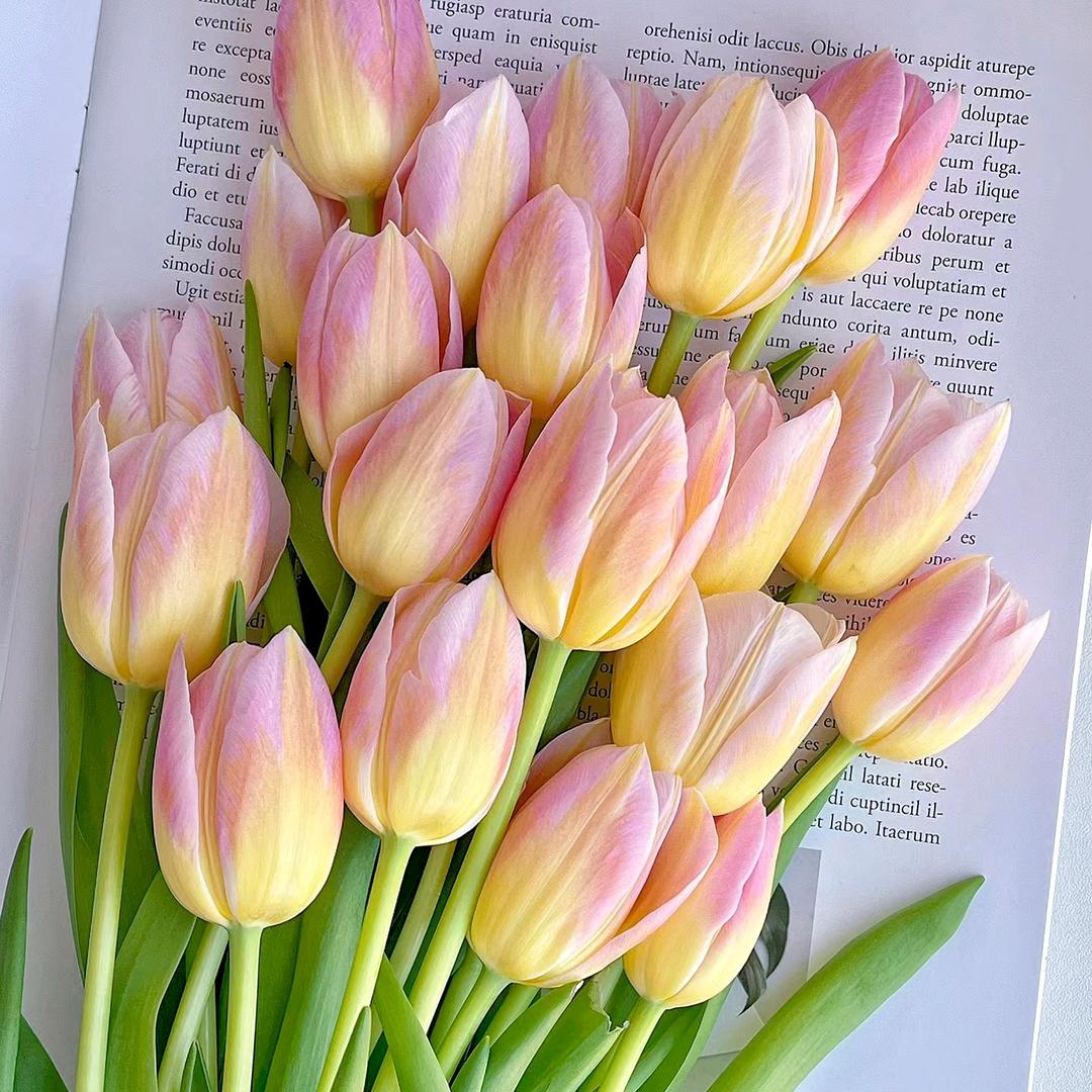 锦绣🌸