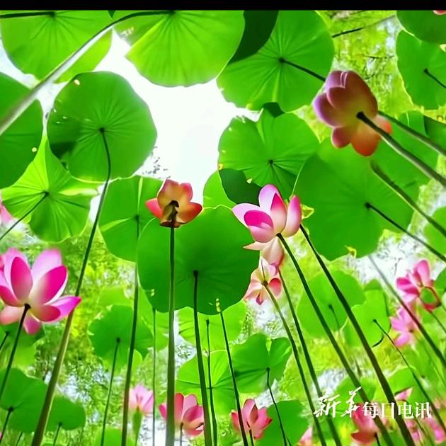 清宁