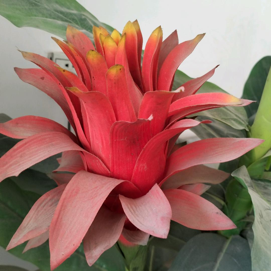 石榴