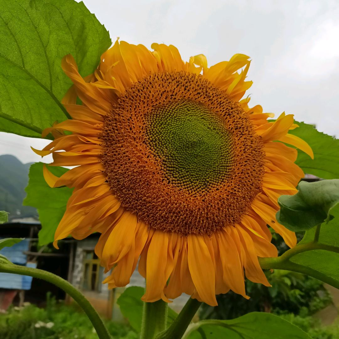 🐉时光🧚🏻‍♀️不语🌻🌻