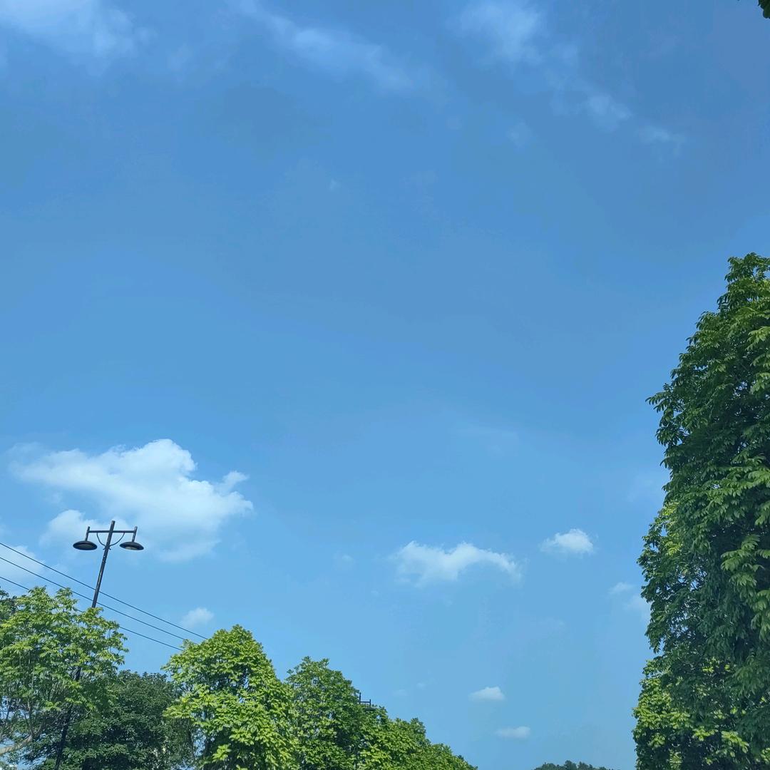 桃花🌸