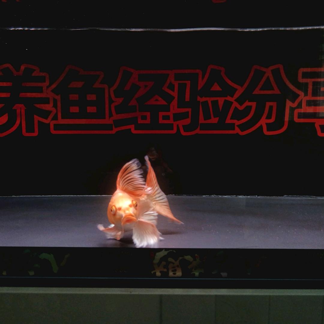 小婷水族新手养鱼养鱼日记养鱼经验分享