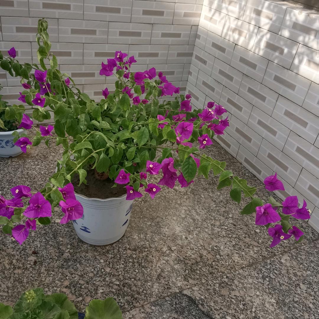 华开富贵好运连连