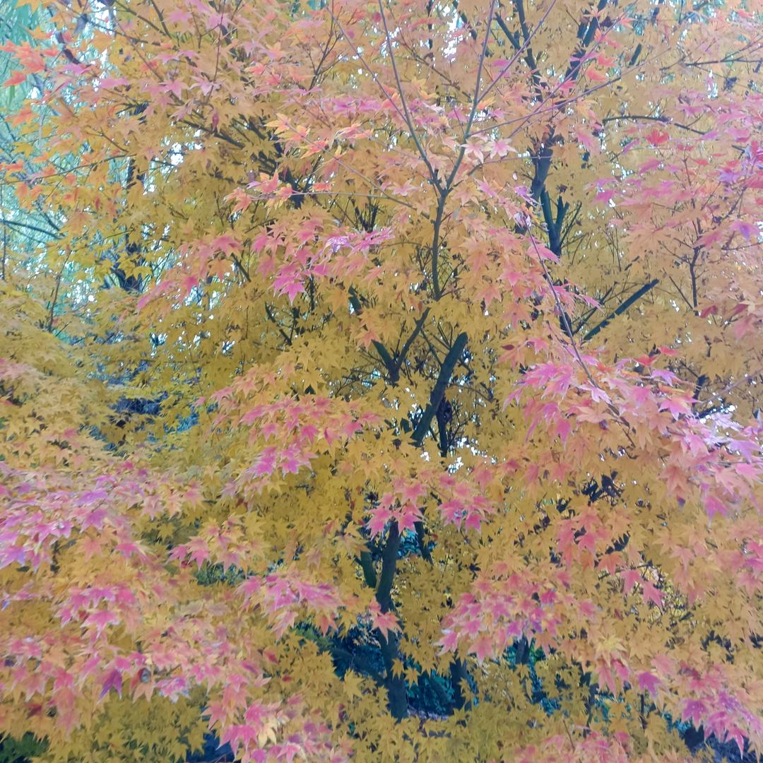 雨中的玫瑰