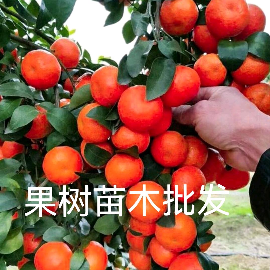 果树苗木批发