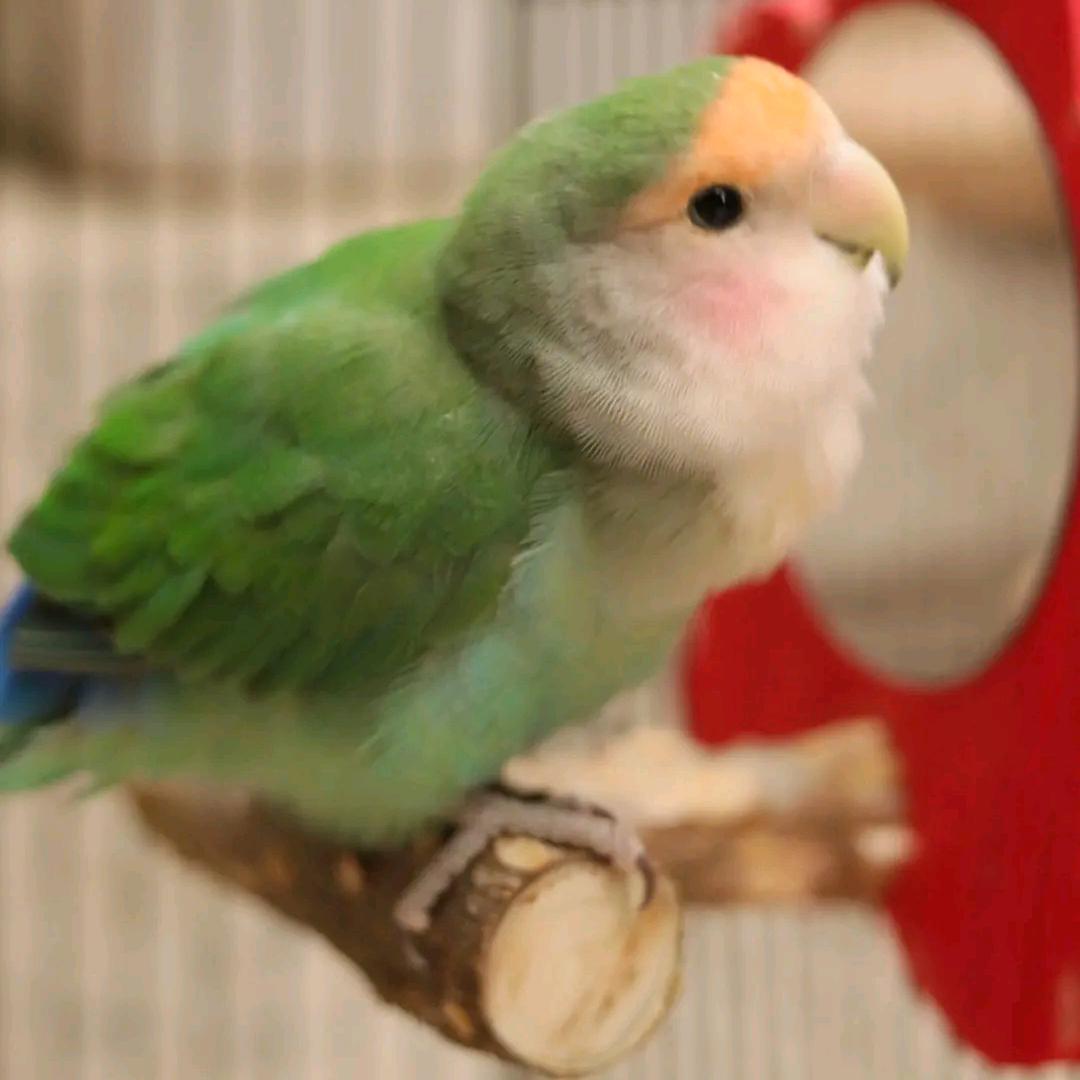 鹦鹉