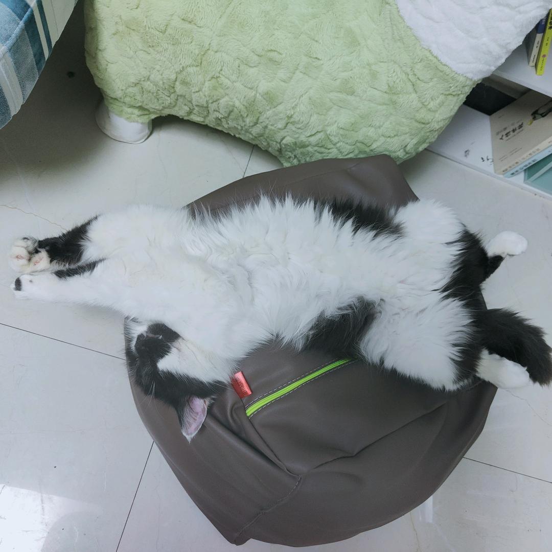 四仰八叉的来福🐱