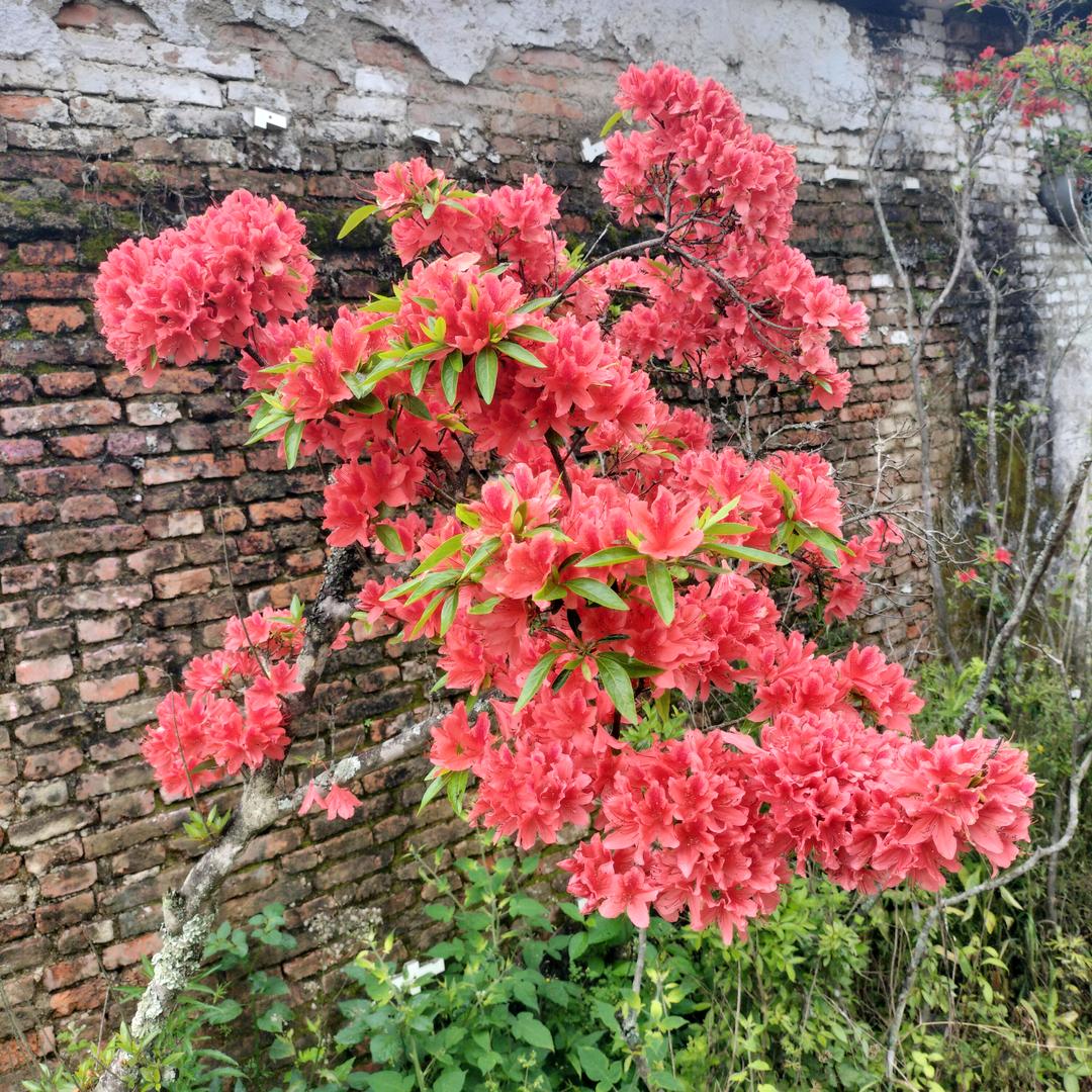 山中岁月        专注木雕