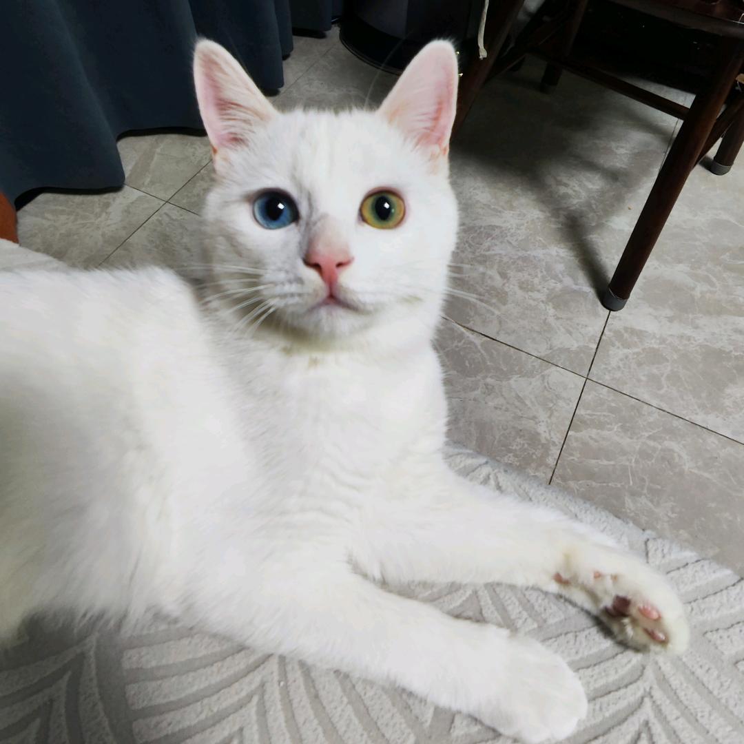 异瞳哈基米（白小纯）