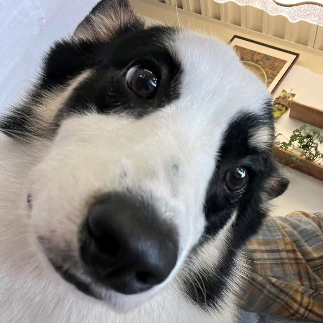 鲸禧造物的日常