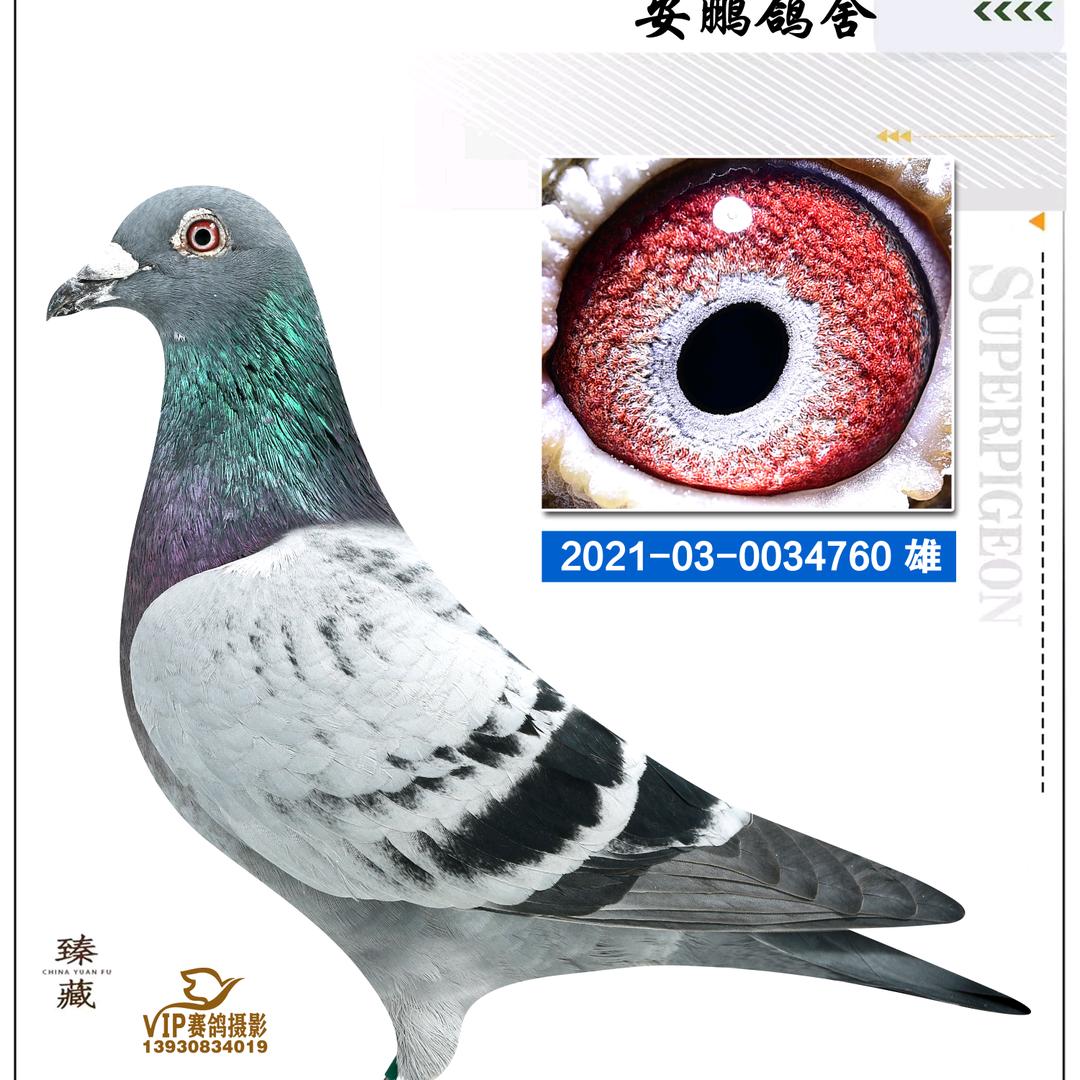 安鹏鸽舍—辛福磊