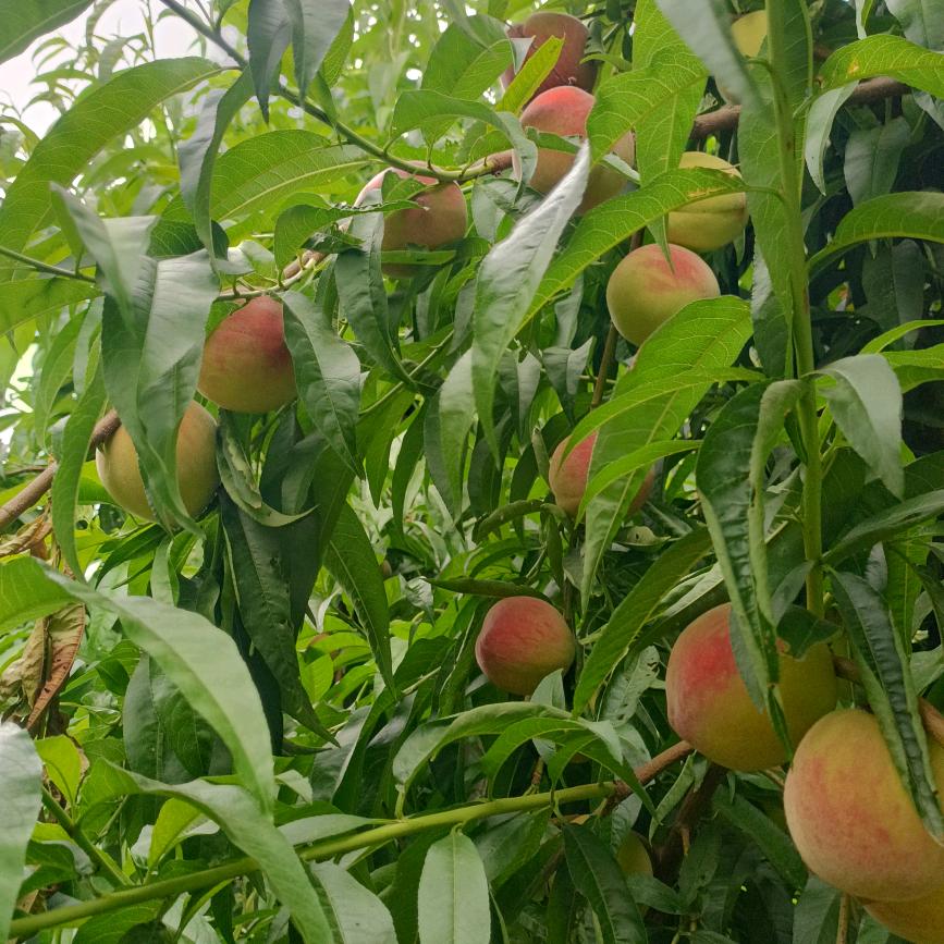 高山凤凰岭鲜桃采摘园