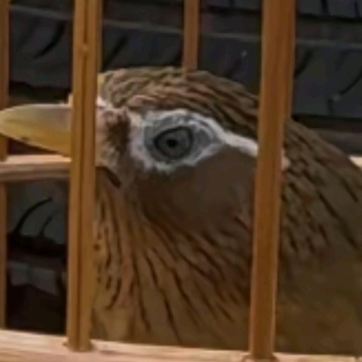小广西