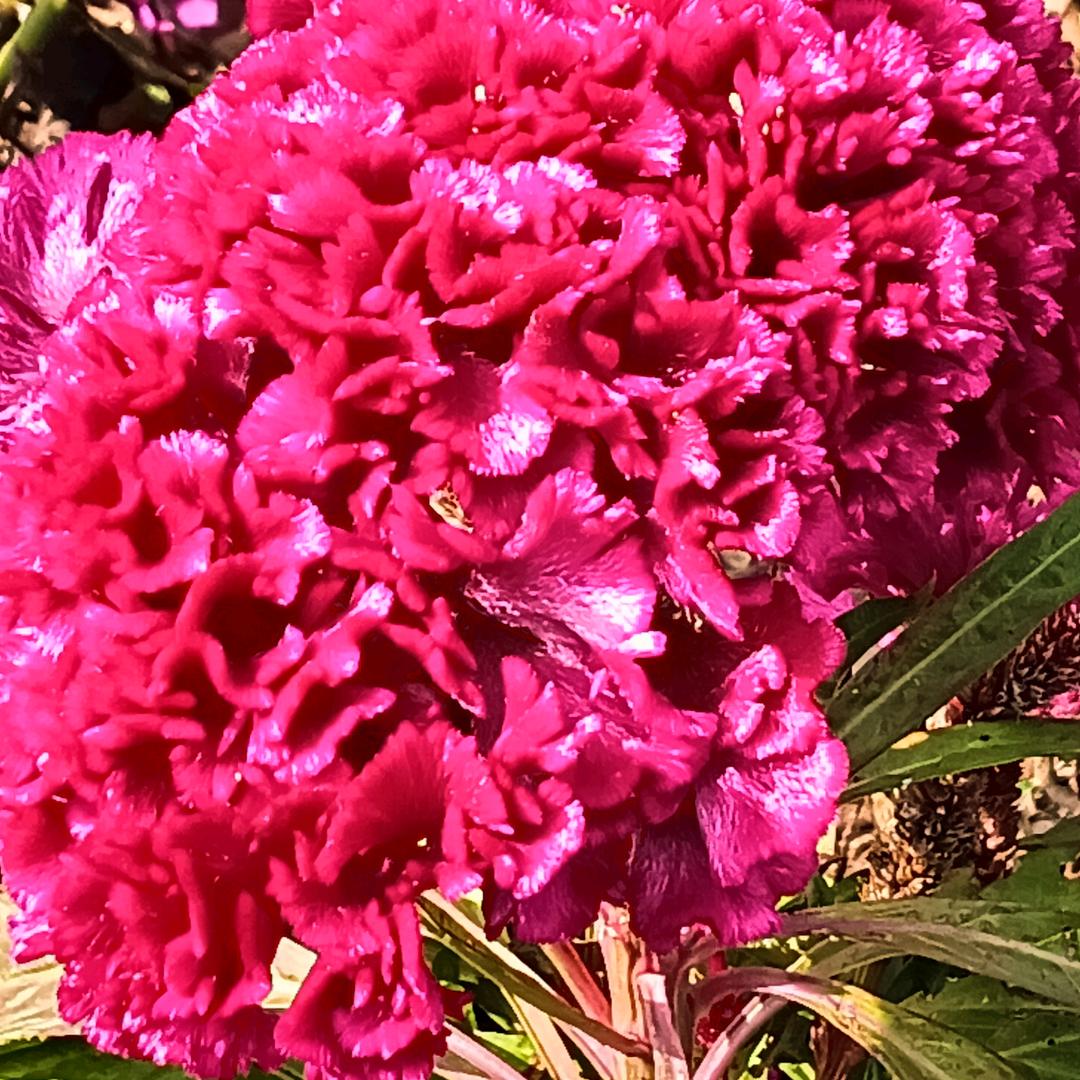 菊妹🌹🌹🌹