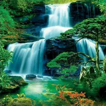 🐇王🐇氏🎋随风