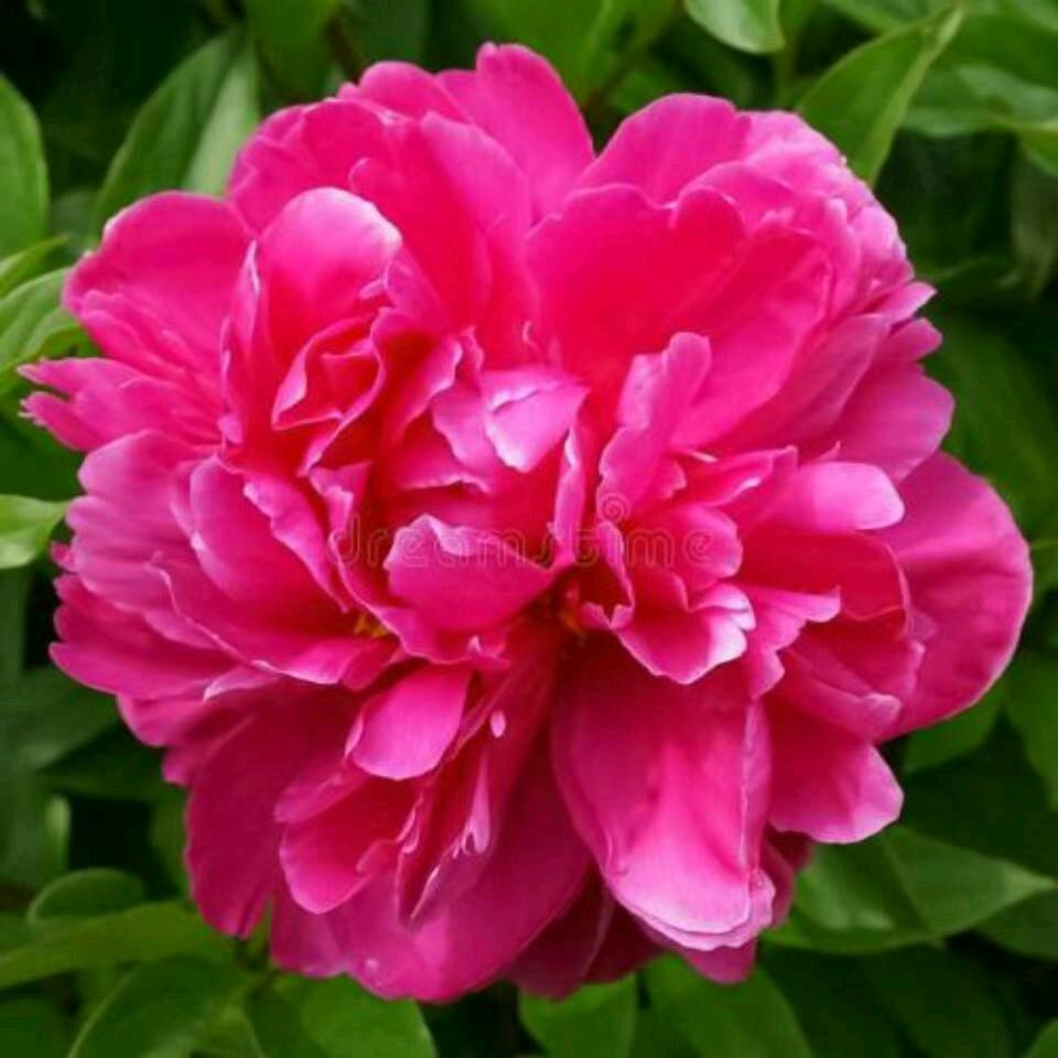 茉莉花gu