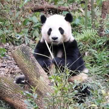 养只熊猫