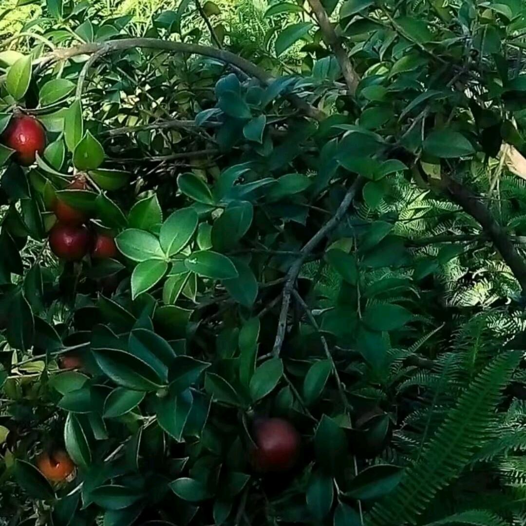 cxh🌺