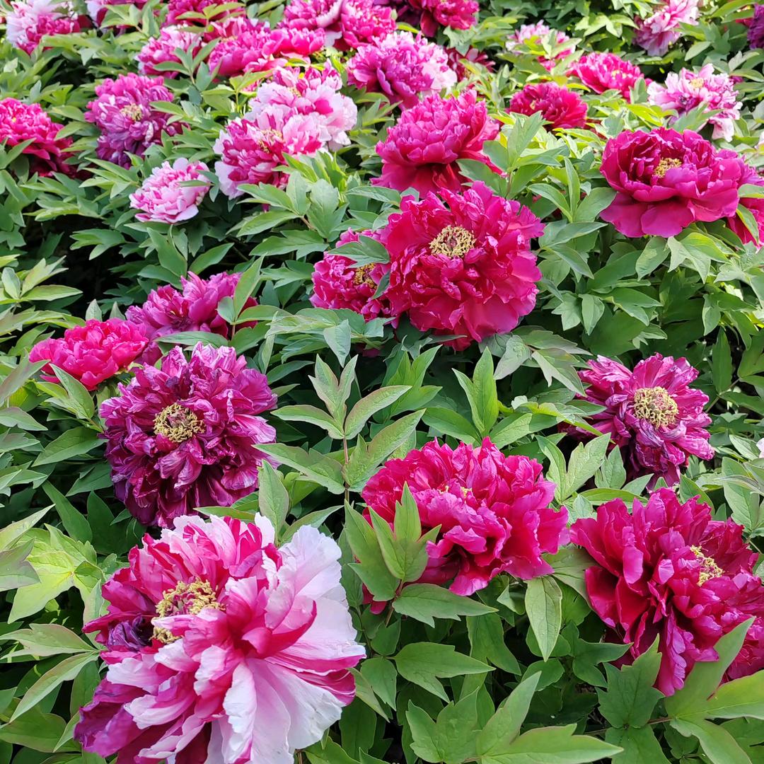 菏泽大舞台