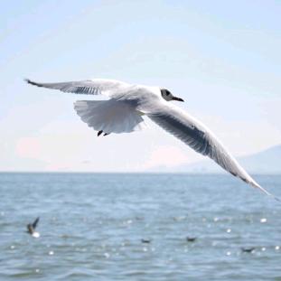 海鸥飞行