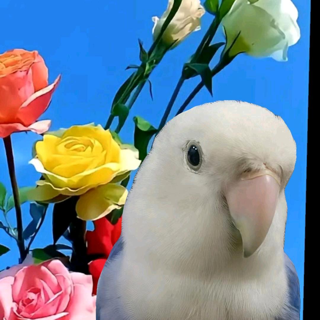 好运连