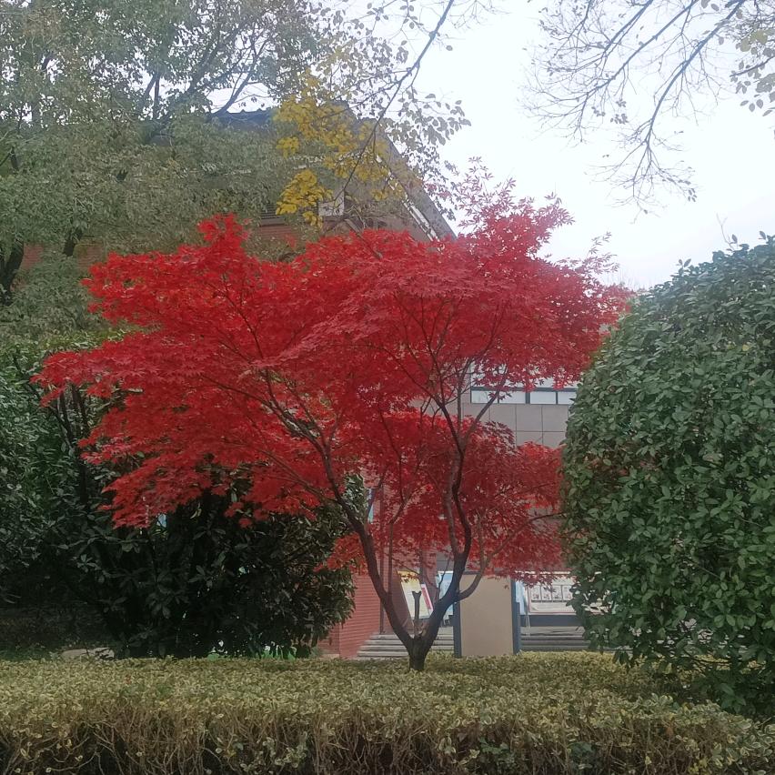 孤芳不自赏