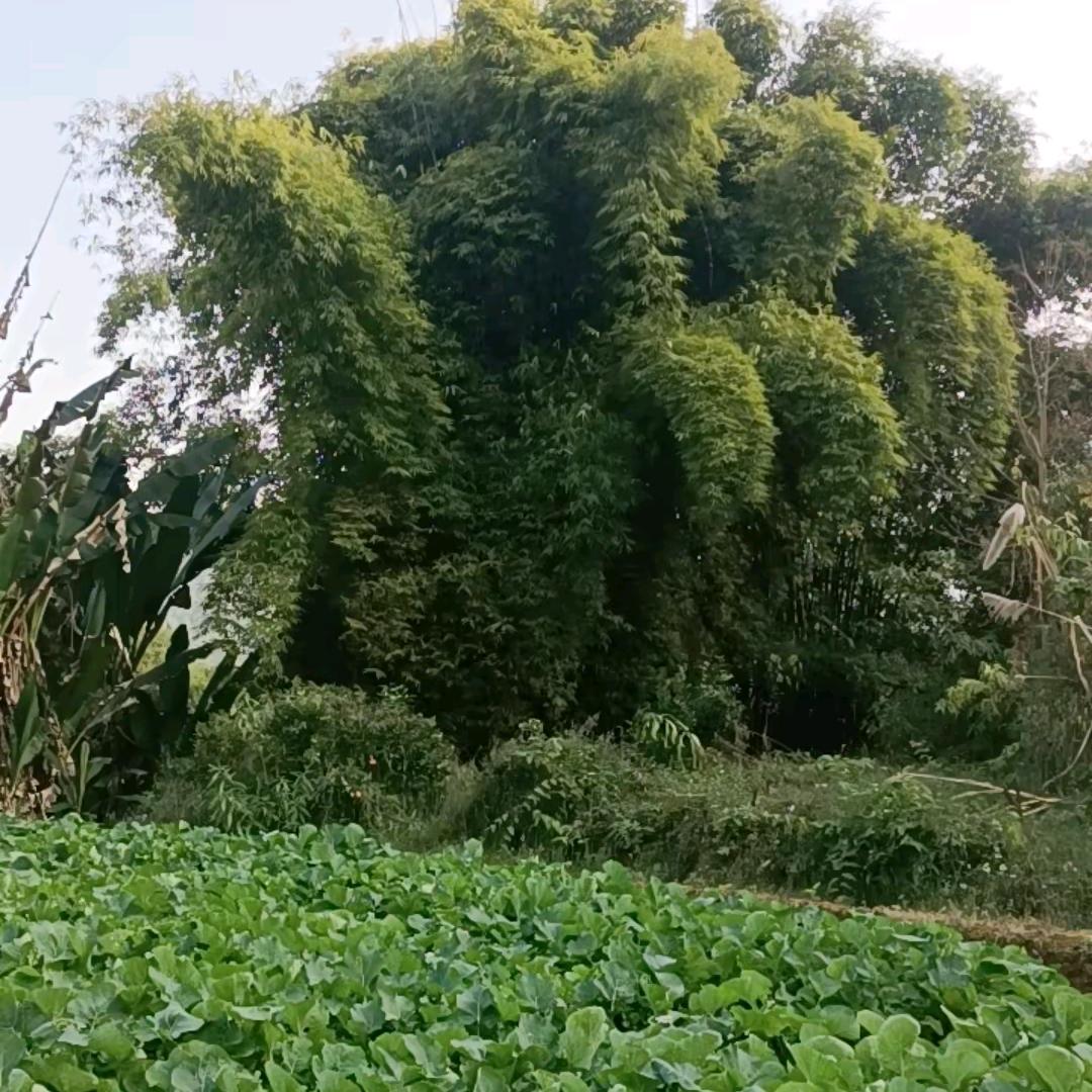 后山竹