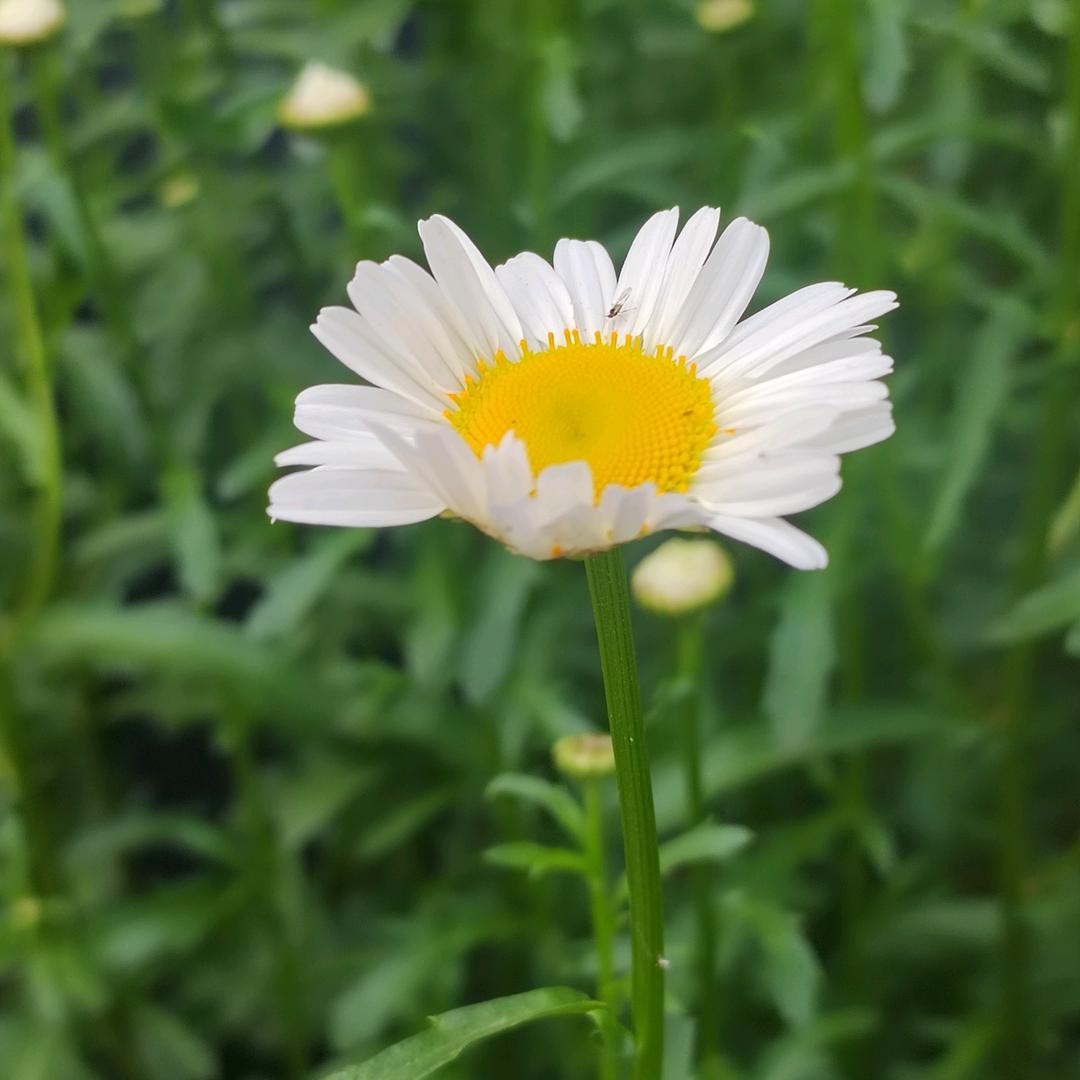 桅子花开