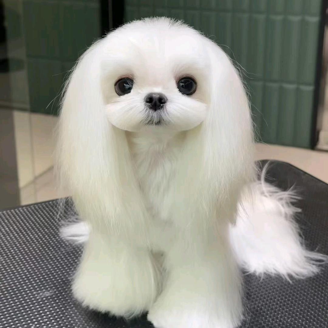 济南马尔济斯.约克夏