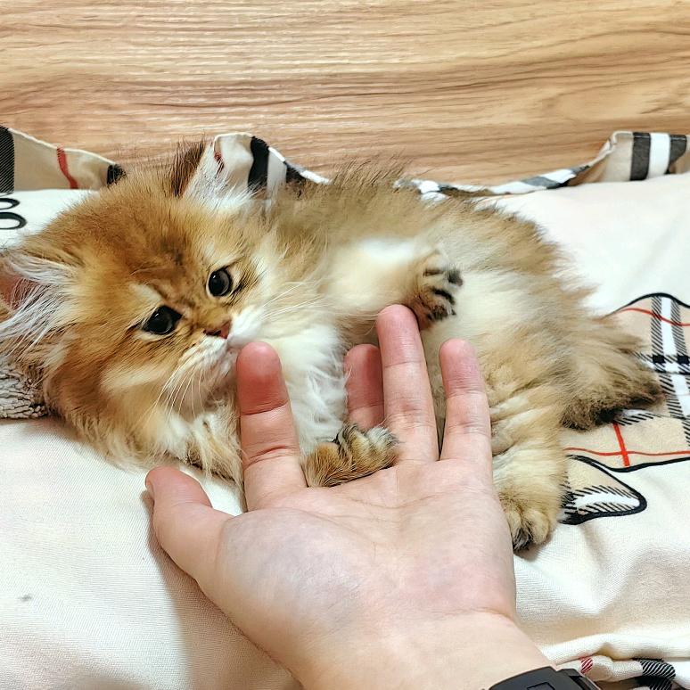 蛋炒饭炒饭炒蛋