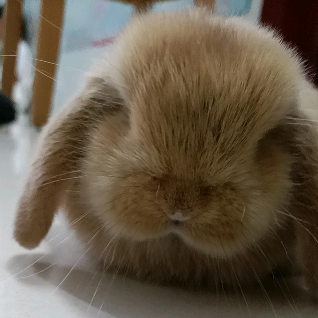 AAA公鸡批发张哥