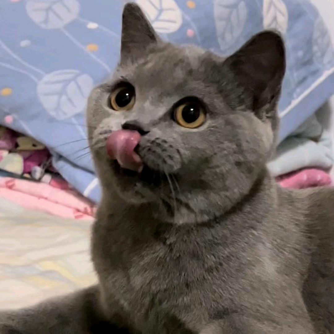 家中有只猫