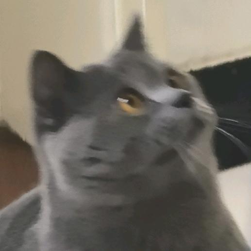 小宋不减了，要摆烂