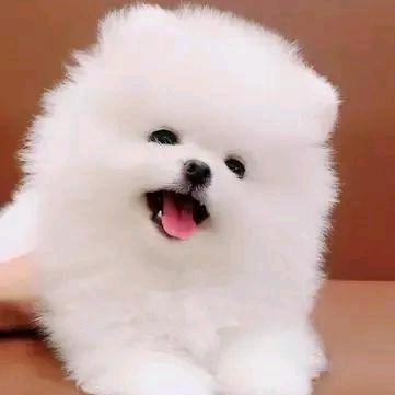 爱心救援传播正能量