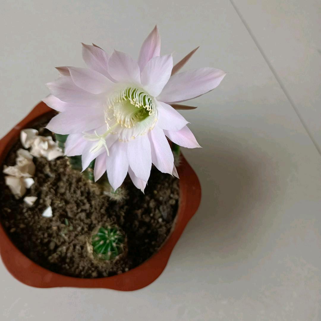 meizi