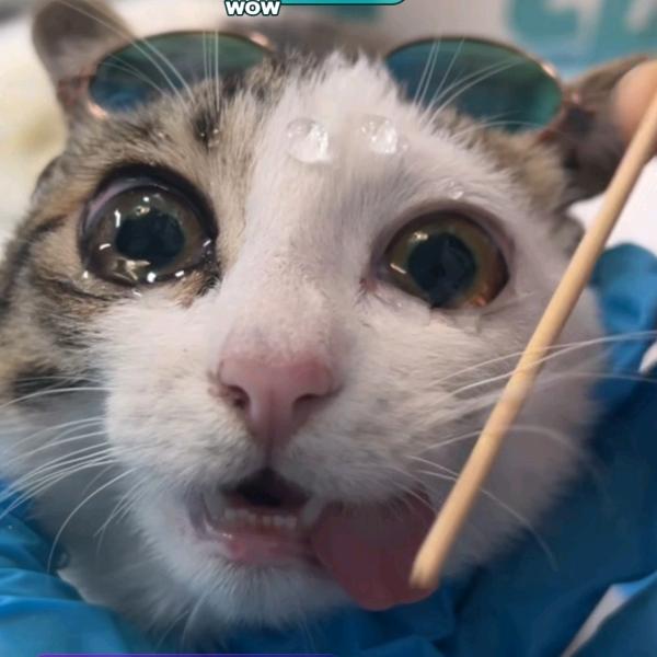 少吃芝士多摸鱼