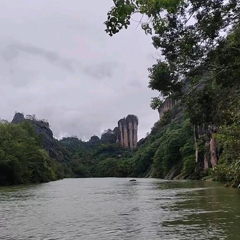 南方飞龙
