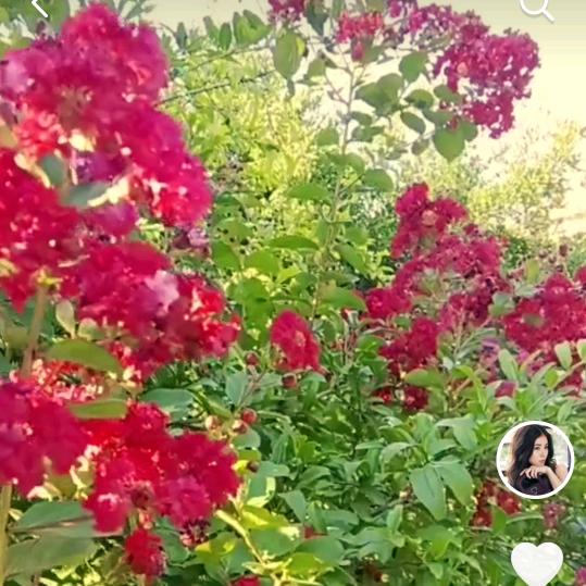 婉媃姝姝（橱窗有好物）