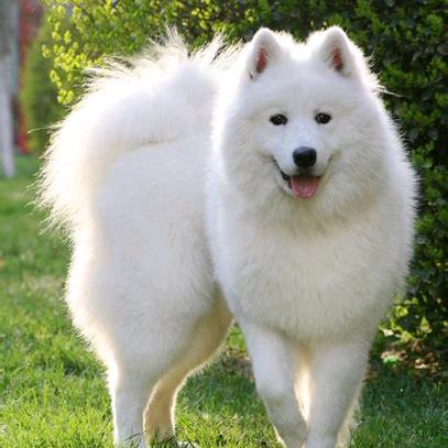赛犬人  张😎