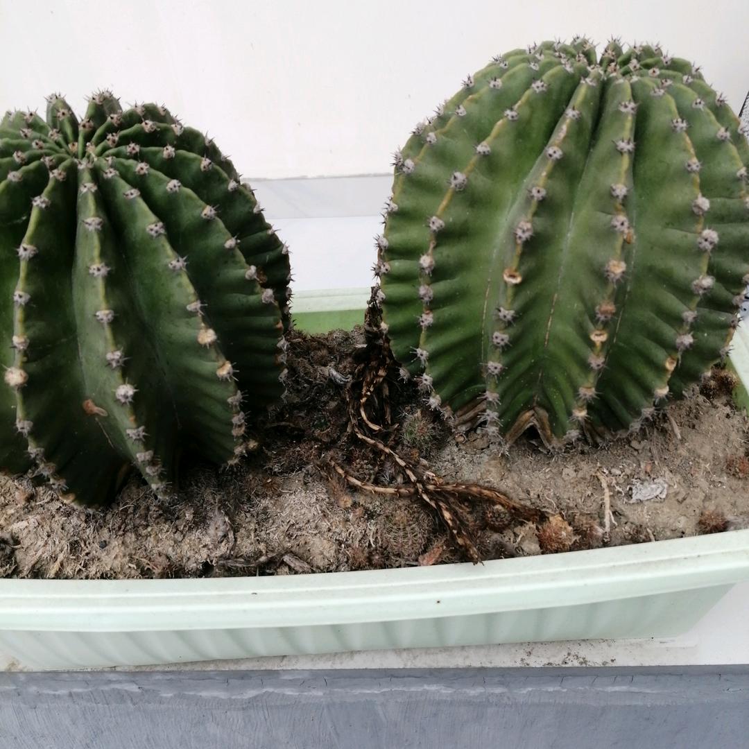 尼
