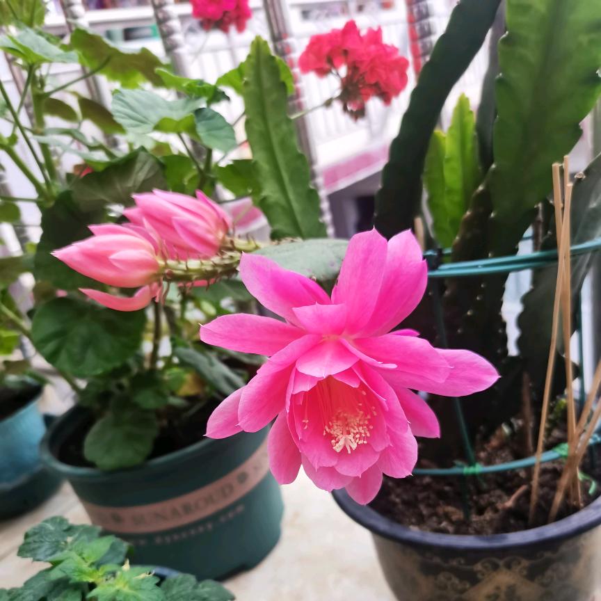 曹晓