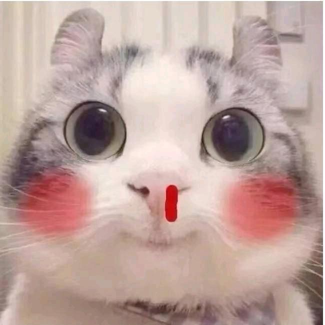 你算哪块小饼干✨