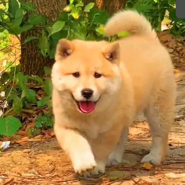 星子田园犬专场