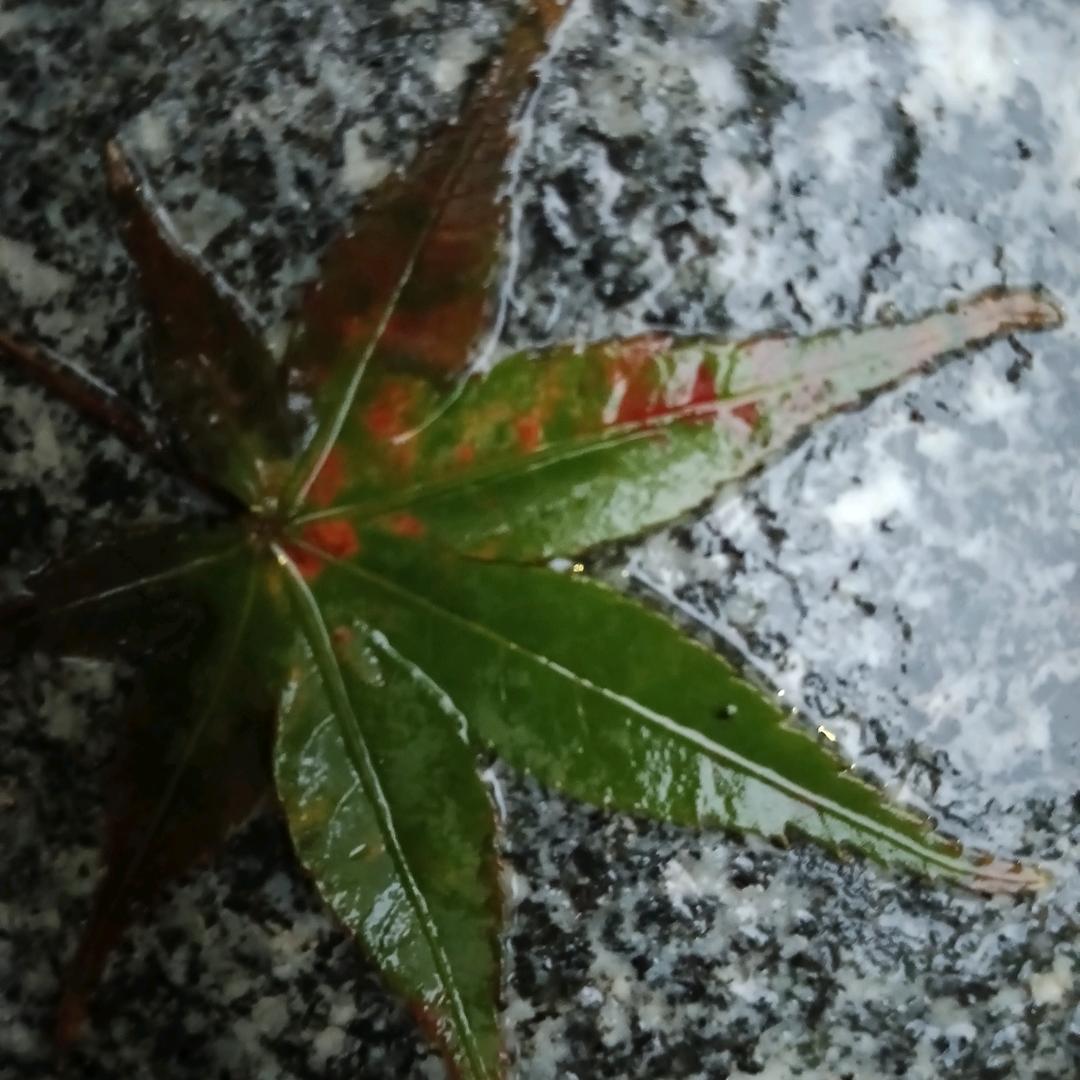 明天会更好