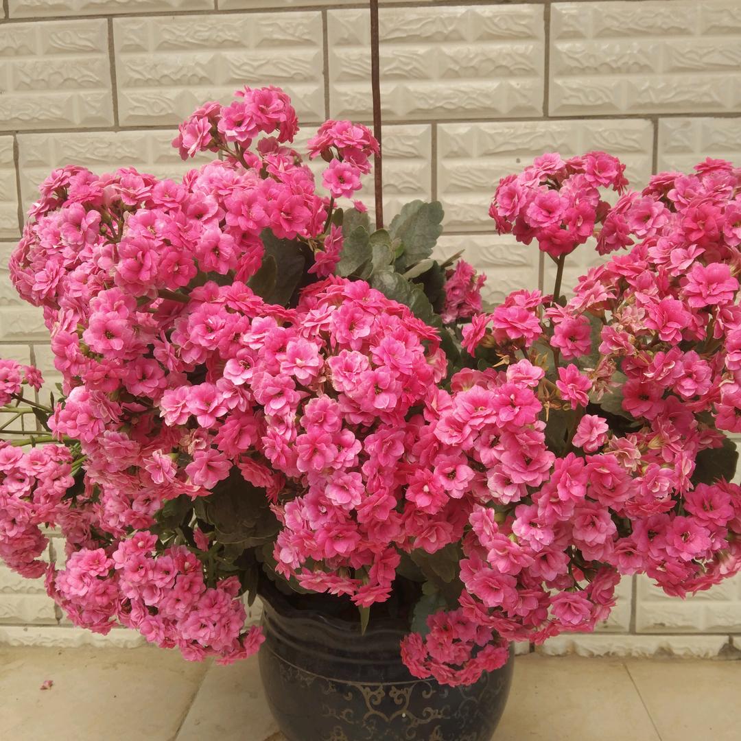 快乐的芳芳姐